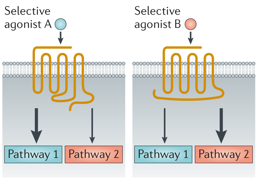 Molecular mechanisms of signalling bias at muscarinic receptors - bias