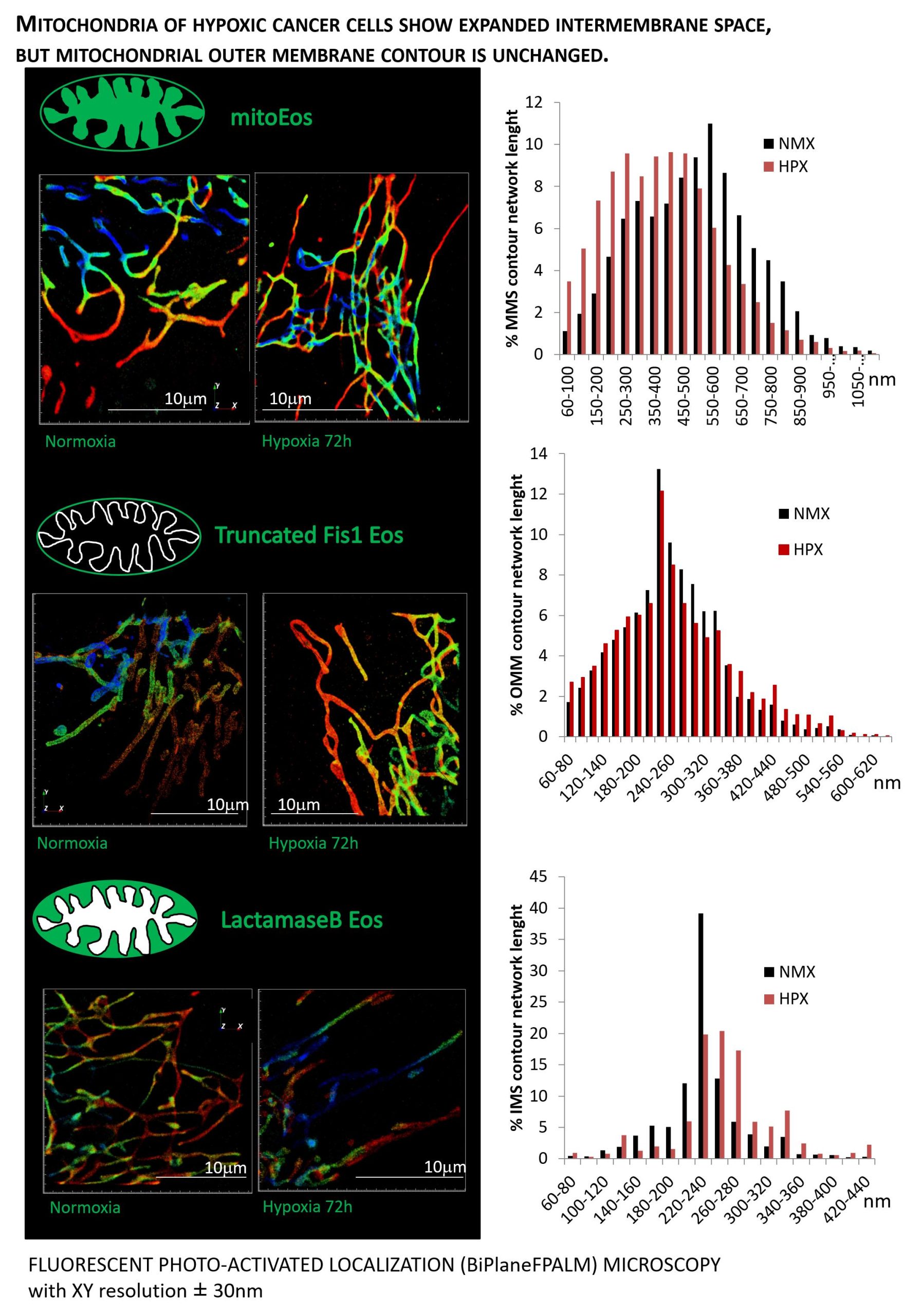 The new findings revealing coupling of mitochondrial structure and function - biplane fpalm cristae nmx vs hpx scaled