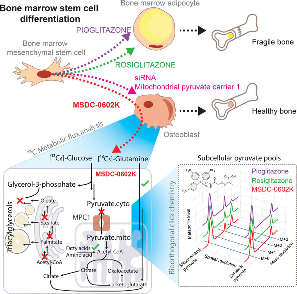 Metabolomics, lipidomics and fluxomics 6 Uncovering mechanisms of thiazolidinediones on osteogenesis and adipogenesis using spatial fluxomics