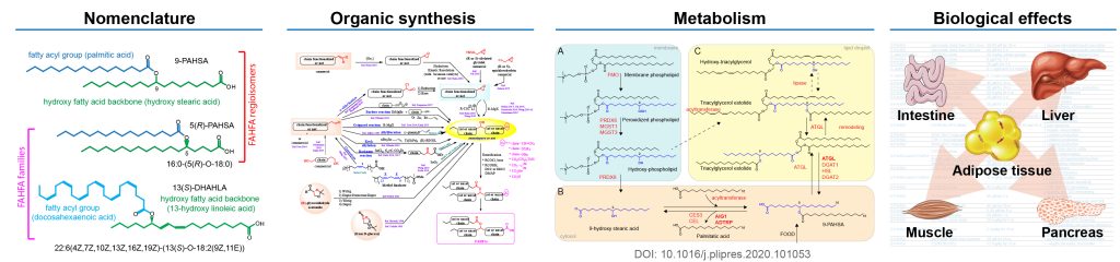 Branched fatty acid esters of hydroxy fatty acids (FAHFA) - brejchova review banner 01