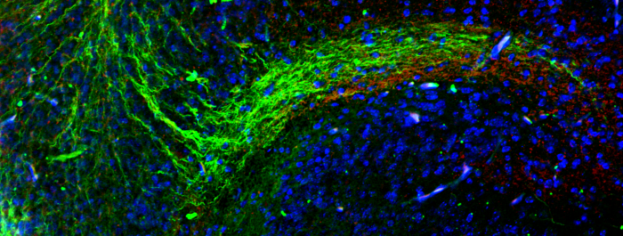 Research topics - bv785uc1u5tryb8iws00