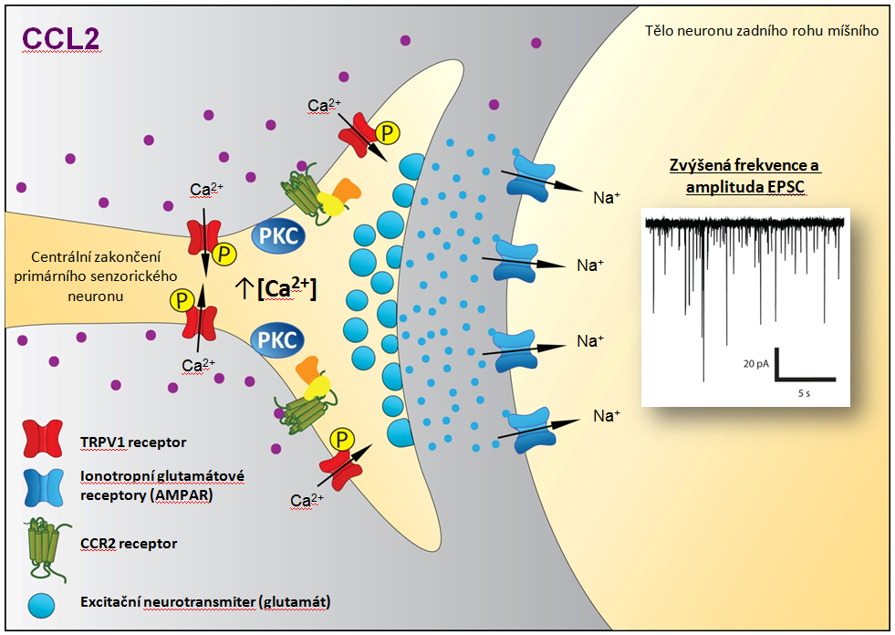 Úloha míšních TRPV1 receptorů v hyperalgezii navozené chemokinem CCL2 - ccl2