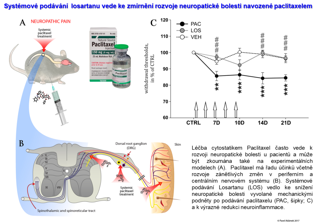 Losartan snižuje neuropatickou bolest a zánět u modelu periferní neuropatie vyvolané podáváním cytostatika Paclitaxel - cj obrazek