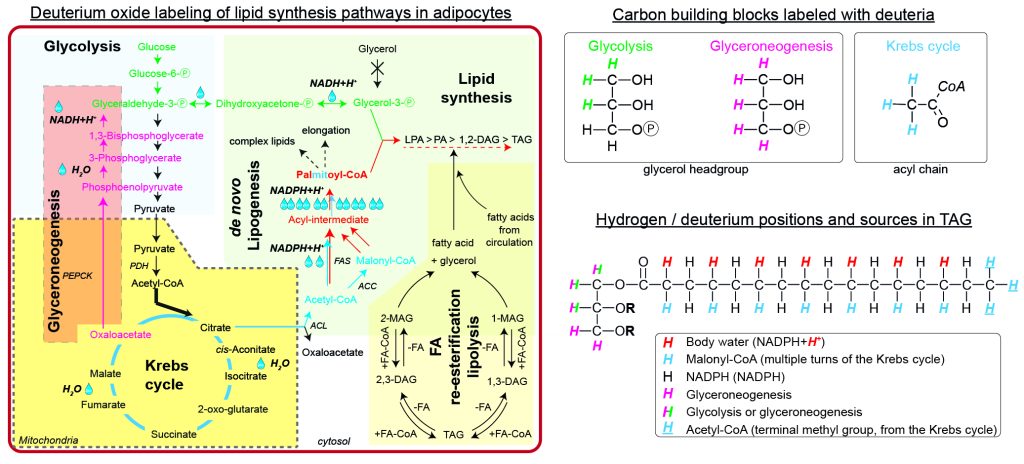 Metabolomika, lipidomika a fluxomika - d2o labeling verze text 01