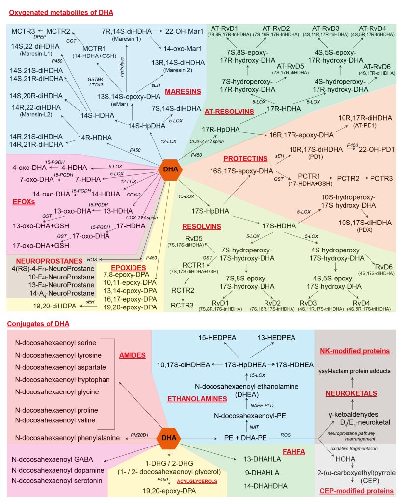 Protizánětlivé účinky nových lipokinů z rodiny větvených esterů mastných kyselin (FAHFA) při obezitě - dha bioactive metabolites overview 1