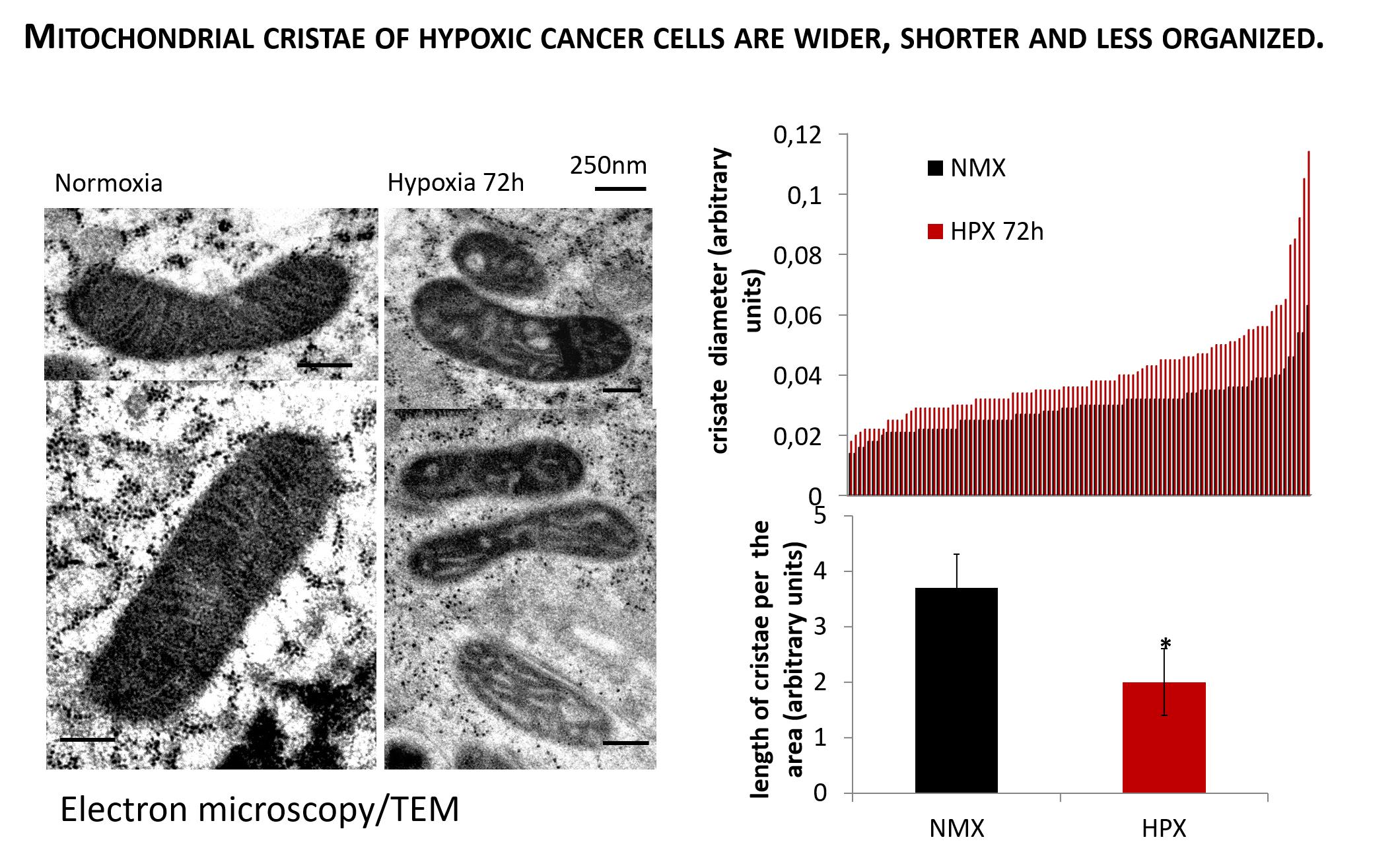 The new findings revealing coupling of mitochondrial structure and function - em of cristae normoxia vs