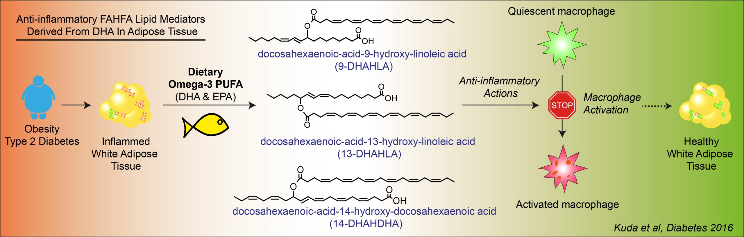 Anti-inflammatory effects of omega-3 PUFA are mediated by new lipid mediators from adipose tissue - fahfa banner scaled