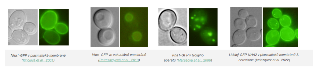 Cell cation and pH homeostasis - fgu memb