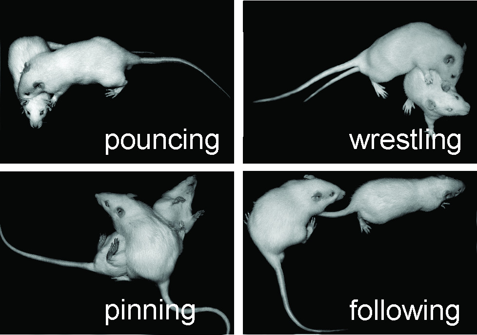 Důsledky podávání neurofarmak a psychofarmak pro další vývoj mozku - fig 3