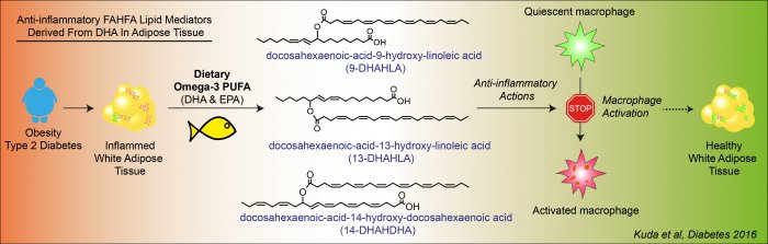 Anti-inflammatory effects of novel lipokines of fatty acid esters of hydroxy fatty acids family in obesity - g7vwbfcz1z6w4uhh0cdc