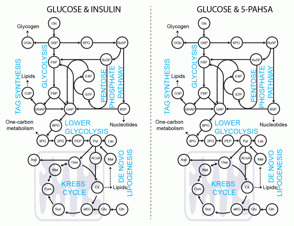 Metabolomics, lipidomics and fluxomics 16 Metabolomics, lipidomics and fluxomics - glucose uptake 5 pahsa 1