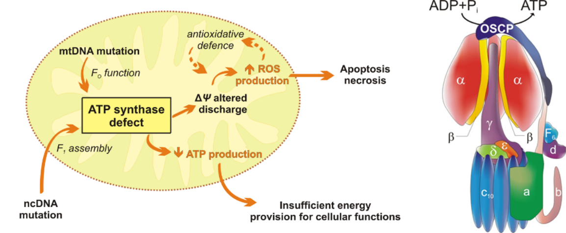 TMEM70 disease - group 43