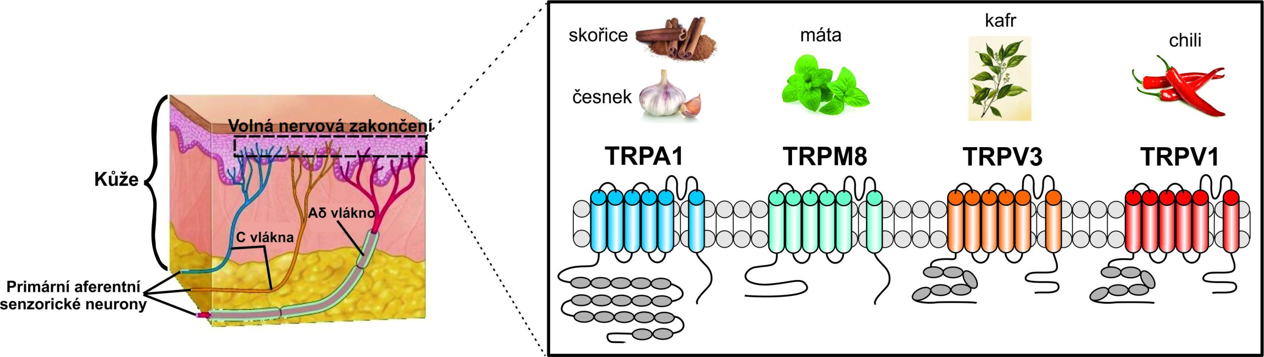 Structural motifs within the TRPA1 receptor contribute to detection of painful stimuli - hynkova banner obr cz scaled