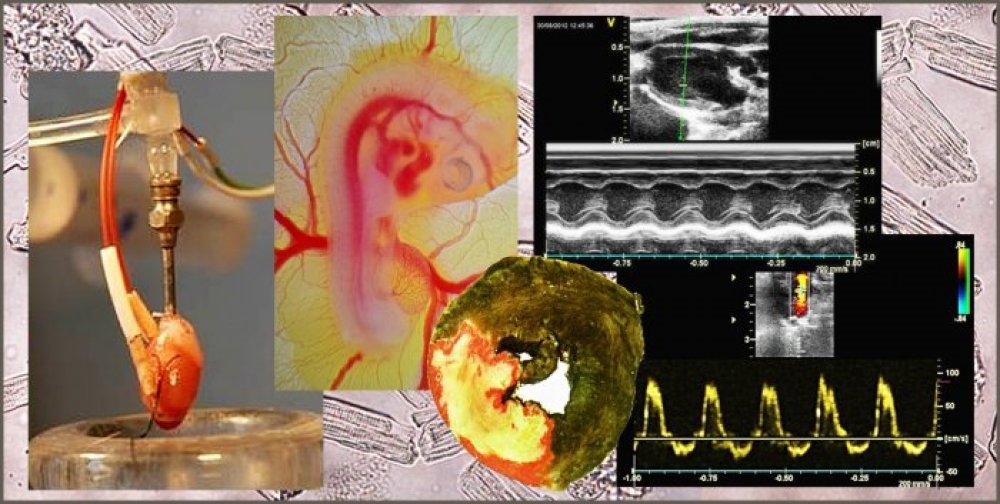 Research topics - kardiovaskularni fyziologie