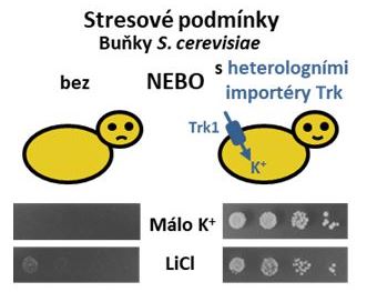 Úloha transportérů ve specifických vlastnostech nekonvenčních kvasinek - klara cz