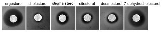 Transporters of pathogenic yeasts and lipid composition of their membranes as targets for new antifungal drugs - maruska zony