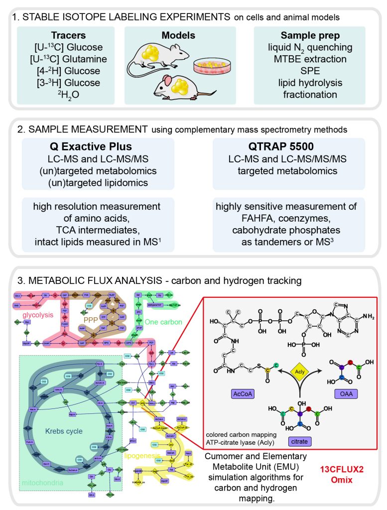 The role of antioxidant defense in the synthesis of antidiabetic lipokines - metabolic pathways labeling 01 01