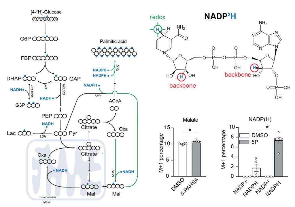 Metabolomika, lipidomika a fluxomika - nadph deuterium labeling 01