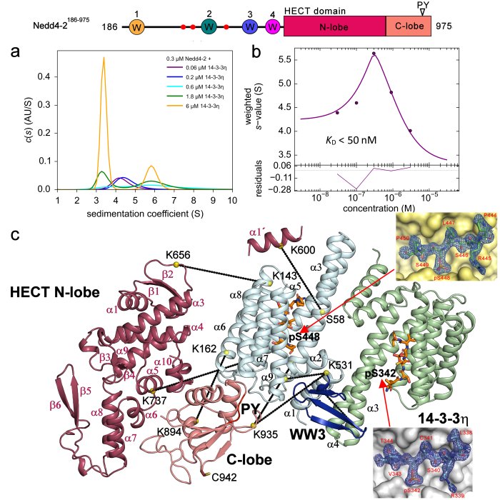 Strukturní podstata regulace ubiquitin ligásy Nedd4-2 prostřednictvím proteinů 14-3-3 - nedd