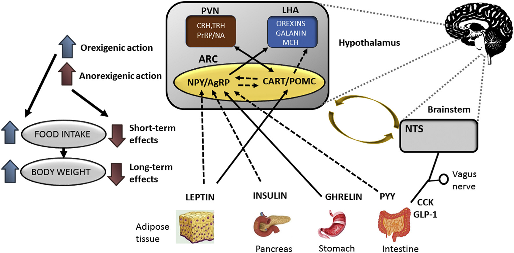 Prolactin-releasing peptide: a new tool for obesity treatment - obr 1