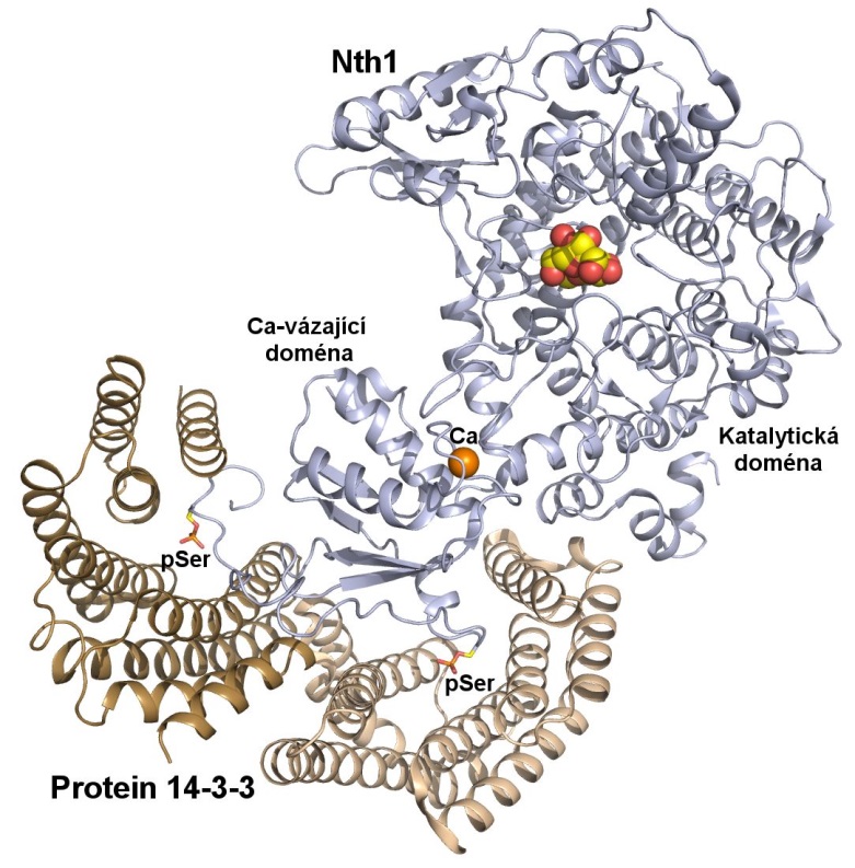 Elucidation of molecular basis of 14-3-3 protein-dependent activation of trehalase Nth1 in yeast cells - obrazek fgu obsilova