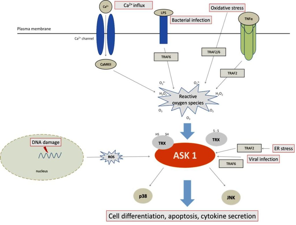 Mechanismus regulace proteinkinasové aktivity ASK1 - obrazek1