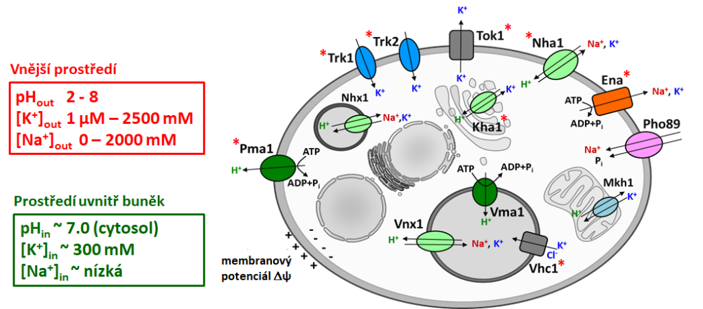 Cell cation and pH homeostasis - olga 1