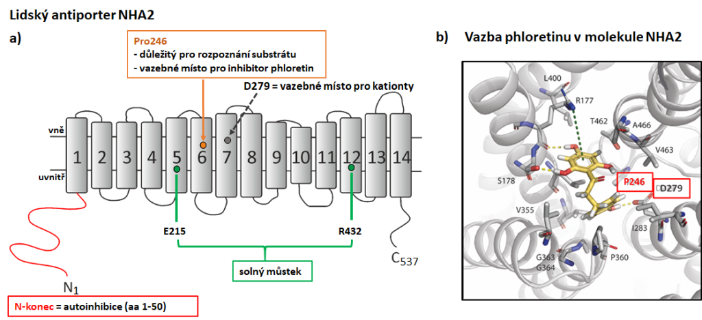 Cell cation and pH homeostasis - olga 2 cz