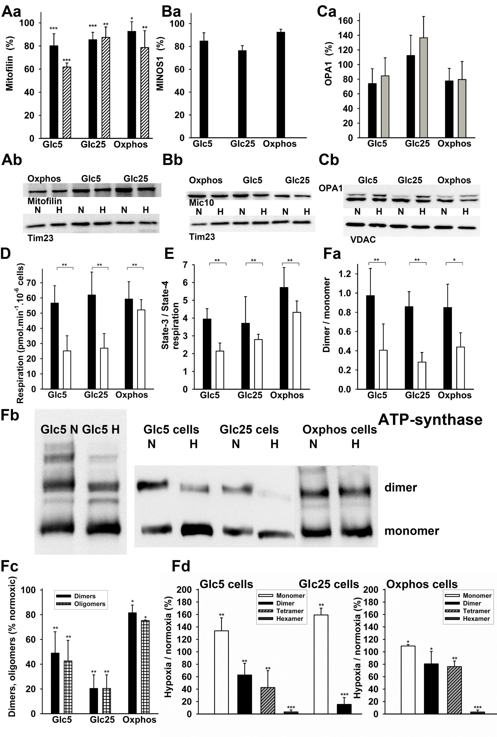 The new findings revealing coupling of mitochondrial structure and function - oligomerizace atp synthasy a ubytek mitofilinu scaled