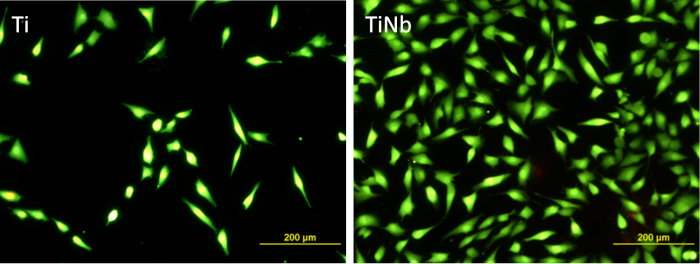 Biomateriály a tkáňové inženýrství - onz2ogb695i60l3kn2k5