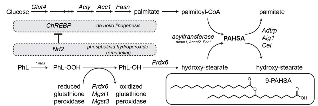 Branched fatty acid esters of hydroxy fatty acids (FAHFA) - pahsa proposed pathway