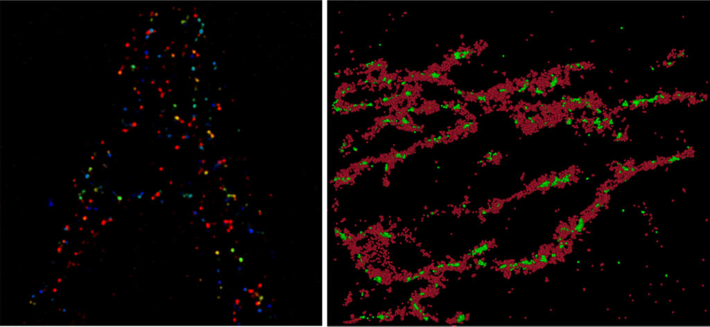 Mitochondrial network and mtDNA organization, and genetic manipulations of mtDNA - palm 1