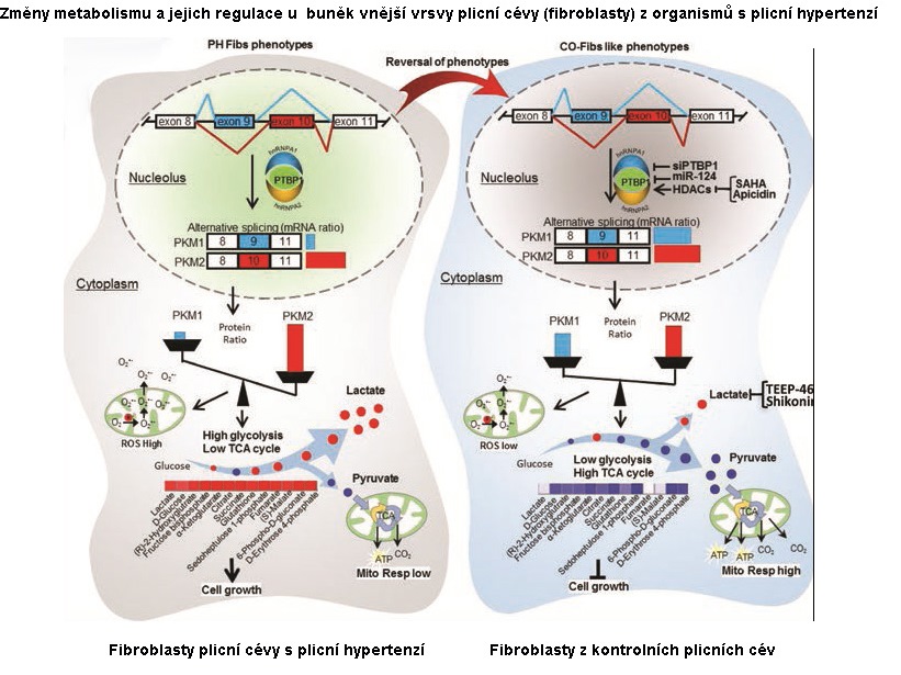 Odhalení regulační dráhy vedoucí ke změnám metabolismu během rozvoje plicní hypertenze - popularizace fgu circulation kopie