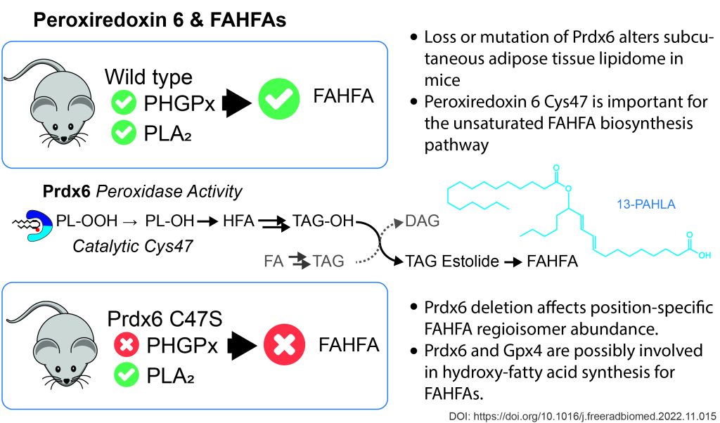 Branched fatty acid esters of hydroxy fatty acids (FAHFA) - prdx6 fahfa twitter