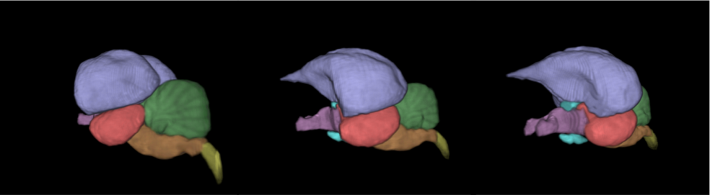 Developmental modularity of the brain in the evolution of bird locomotion - ptaci mozek