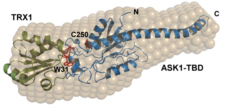 Mechanismus regulace proteinkinasové aktivity ASK1 - saxs kosek