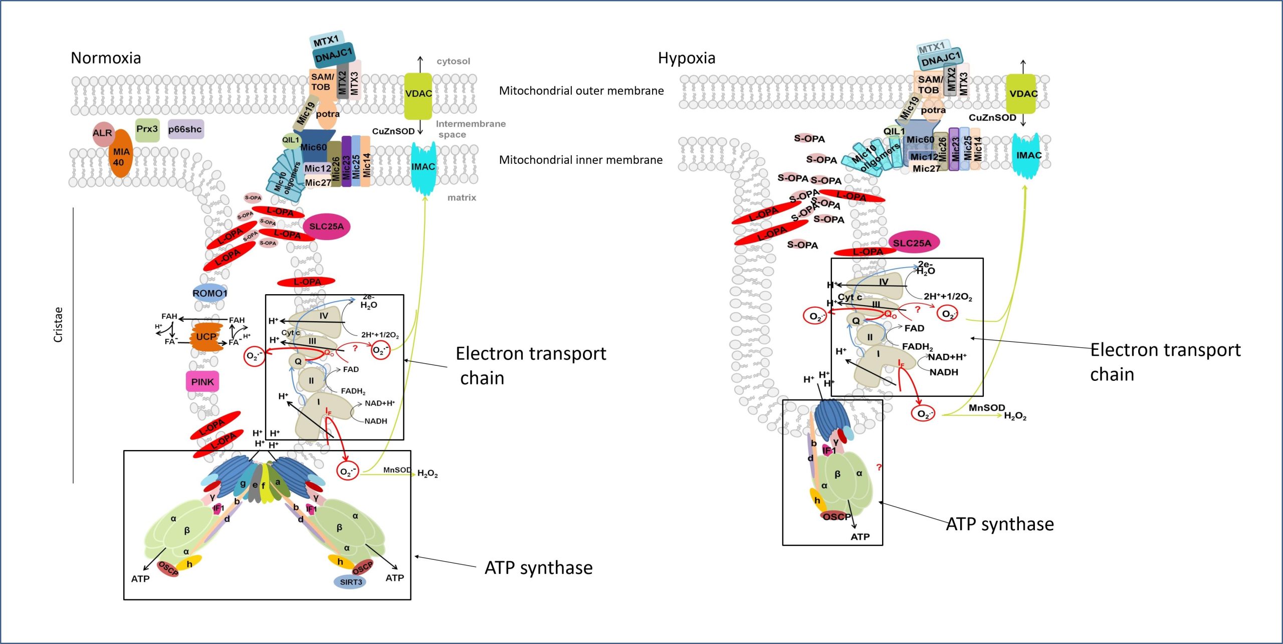 The new findings revealing coupling of mitochondrial structure and function - schema krist za nxm a hpx scaled