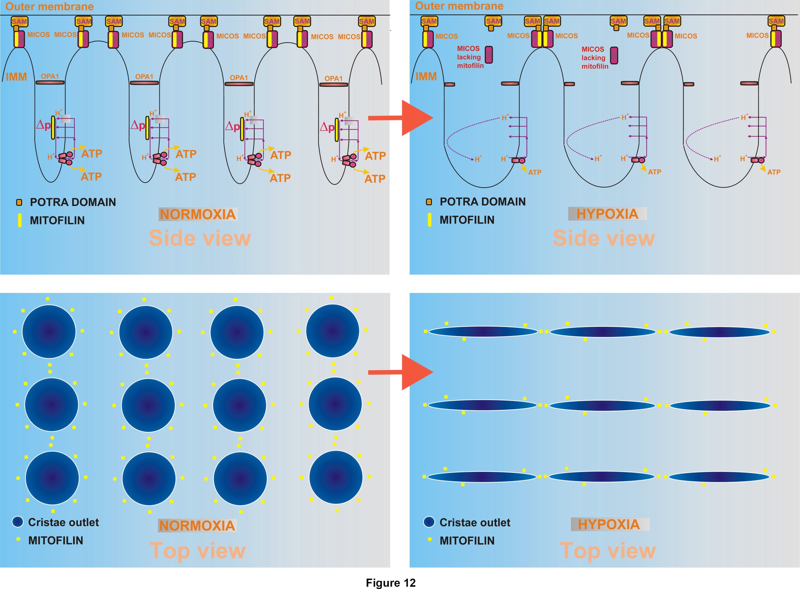 The new findings revealing coupling of mitochondrial structure and function - schema zmen morfologie krist nmx vs scaled