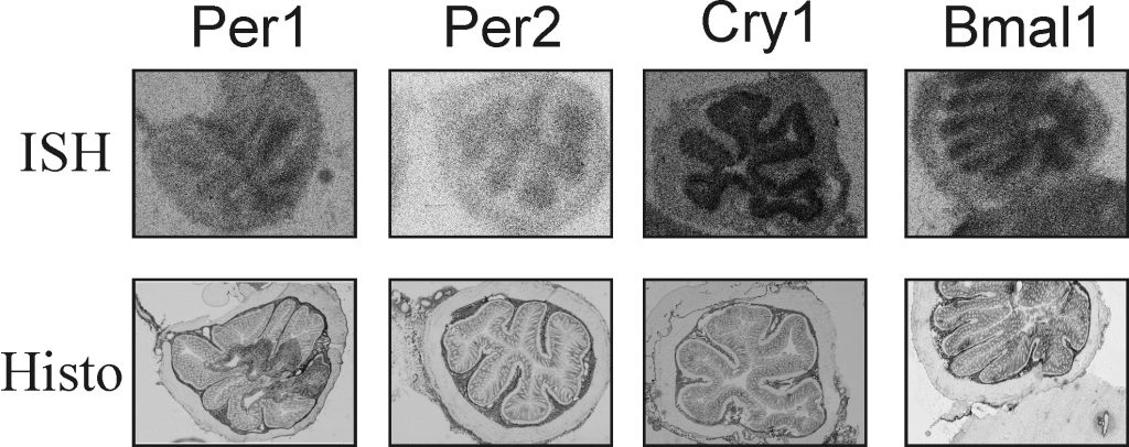 Circadian clock and mechanisms of entrainment - strevo