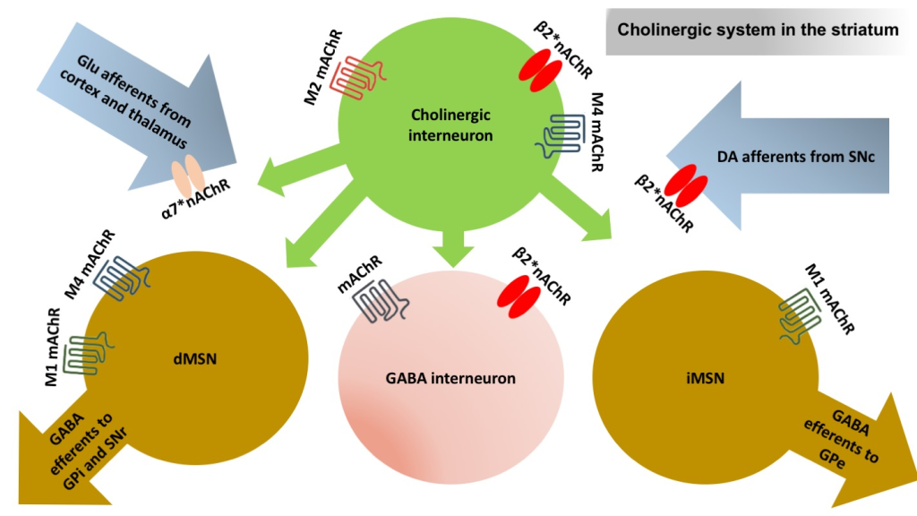 Cholinergní modulace striatem řízeného chování - striatum