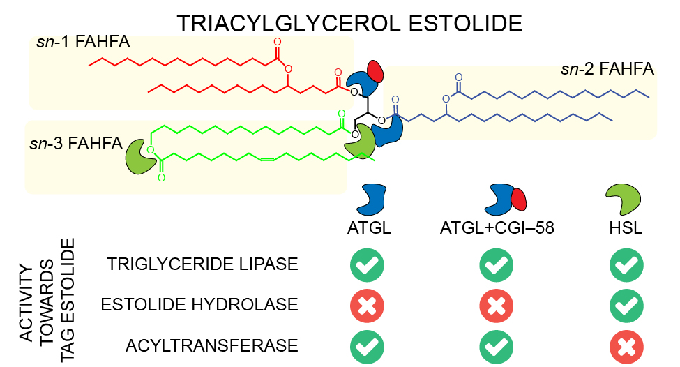 Branched fatty acid esters of hydroxy fatty acids (FAHFA) - tag estolides atgl hsl