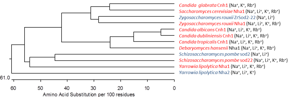 Cell cation and pH homeostasis - transportni vlastnosti