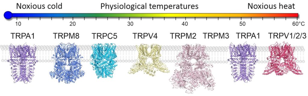 TRP channel research - trp1