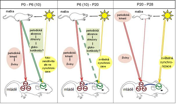 Ontogeneze cirkadiánního systému laboratorního potkana - vyvoj