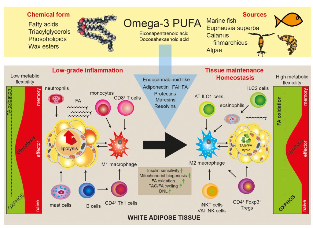 Omega-3 polyunsaturated fatty acids - wat immunometabolism