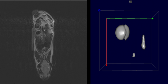 Reconstruction and registration of images acquired by multimodal preclinical imaging methods -