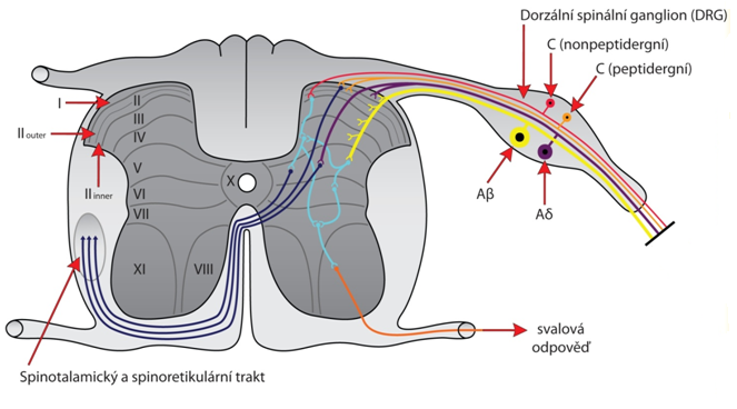 Úloha modulace synaptického přenosu při bolestivých stavech - zadni roh