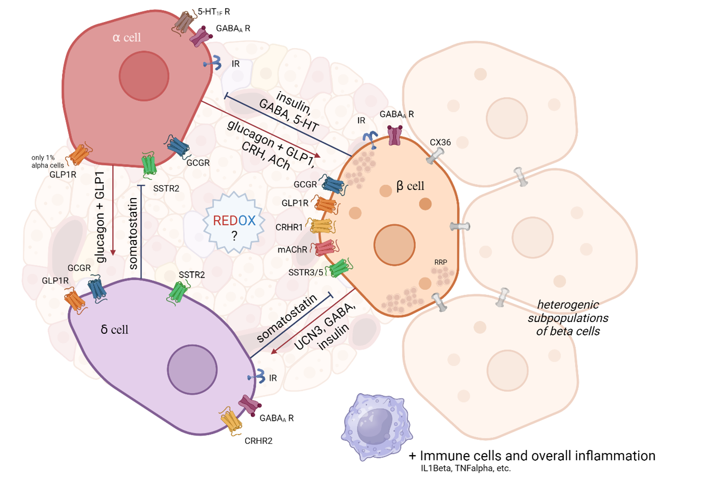 Interaction of β-cells with other endocrine cells - 073 1