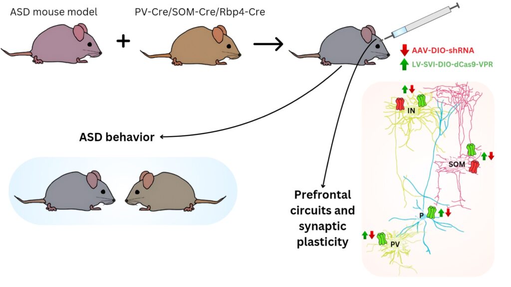 nAChRs expressed by specific neuronal populations and their role in autism spectrum disorder - 4 project 2 image