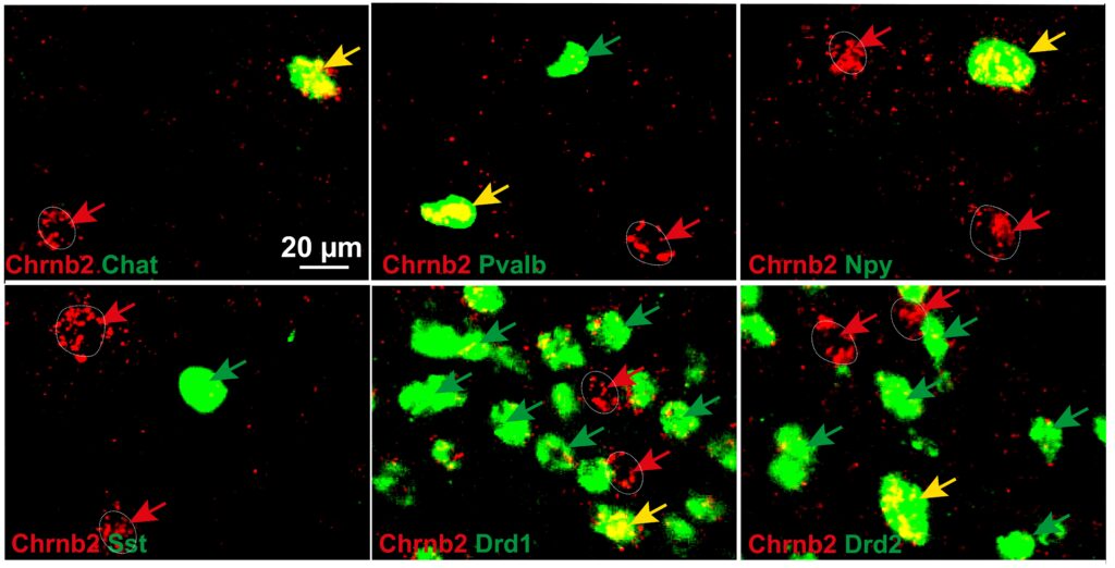 The Expression and function of beta2* nAChRs in striatal cholinergic interneurons - additional figure project 1